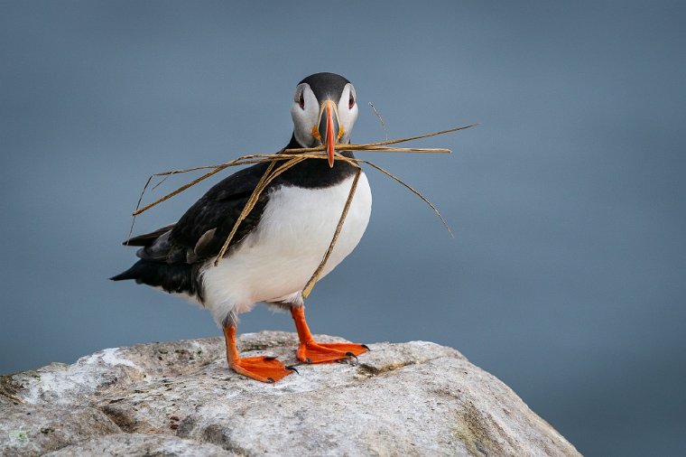 009 Farne eilanden, papegaaiduiker.jpg